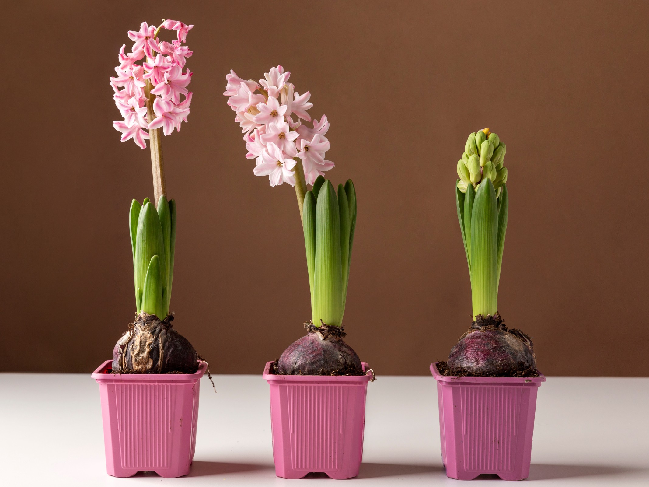 Talent Transformation, from beginner to expert.