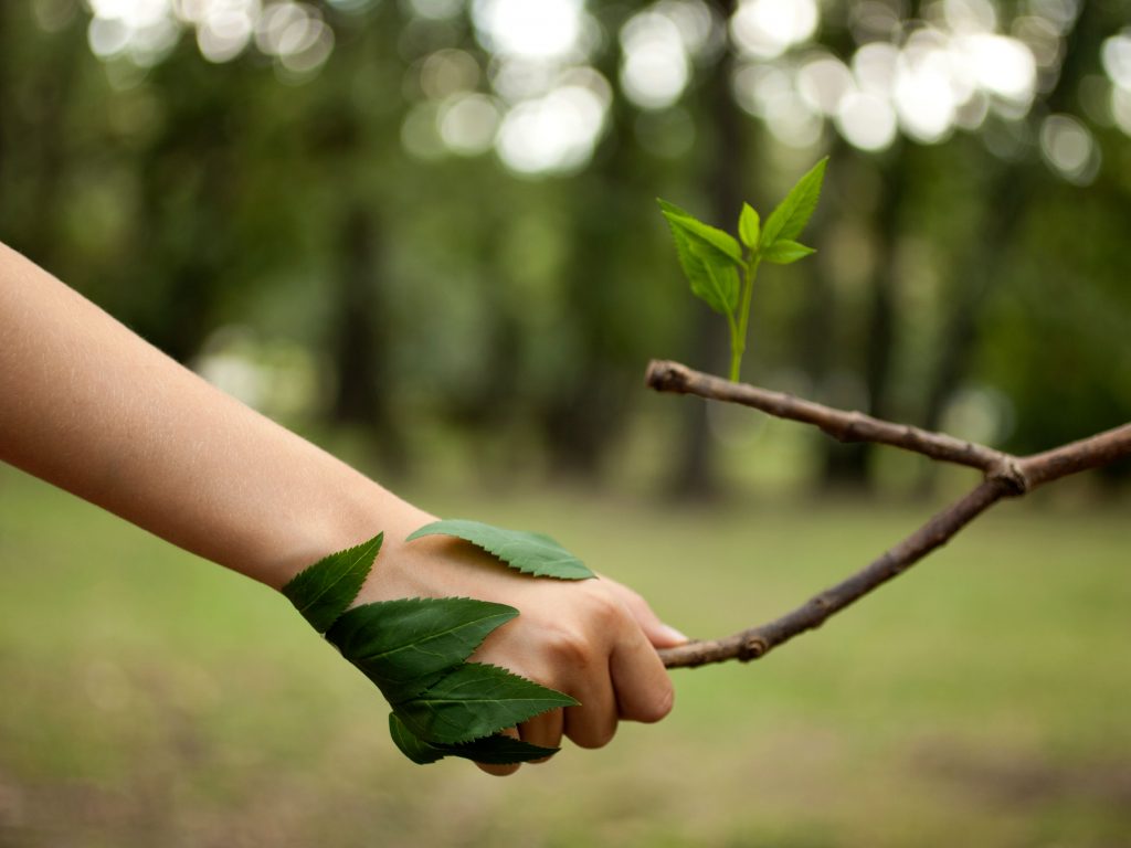 A human giving a handshake to a branch.